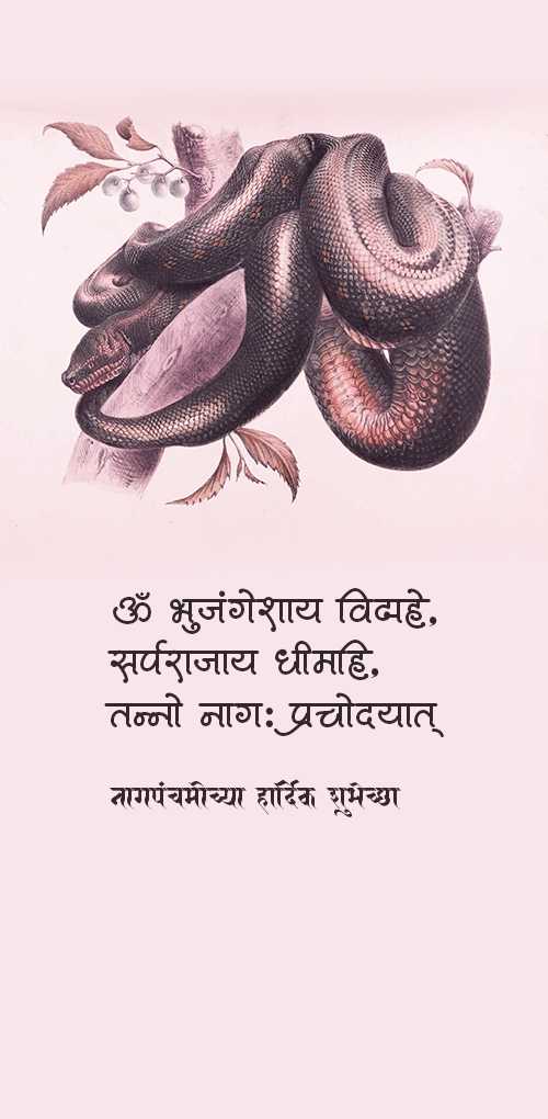 nag panchami wishes - Om bhujngeshay viddhahe sarparajay dhimahi tanno nagh prachodyat