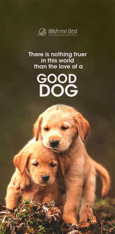 Dog Lover Day 2025: Celebrating Our Faithful Companions with Wishes & Love